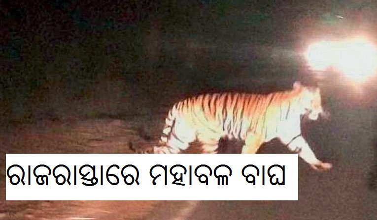ରାଜରାସ୍ତାରେ ମହାବଳ ବାଘ