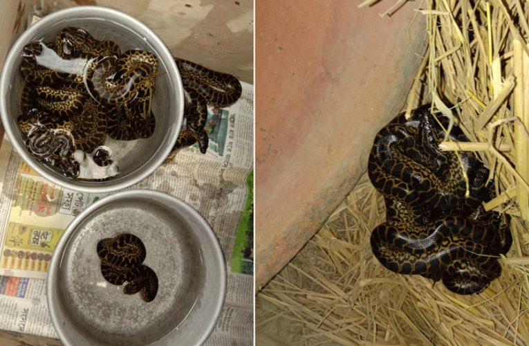 ଏକାଠି ଜନ୍ମ ନେଲେ ୧୧ ଆନାକୋଣ୍ଡା