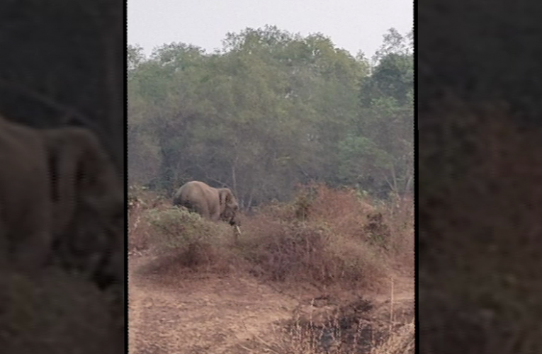 ରେଭେନ୍ସାରେ ବୁଲୁଛି ହାତୀ