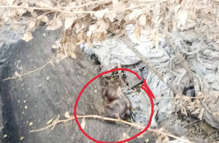 ନାଳରୁ ମିଳୁଛି ଗୋଟିଏ ପରେ ଗୋଟିଏ ଘୁଷୁରୀ ମୃତଦେହ